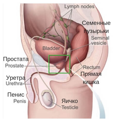 точка джи у мужчины