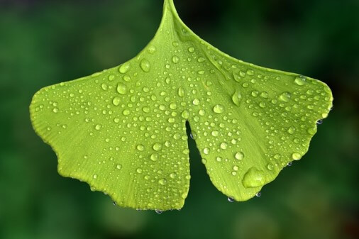 ginko-biloba