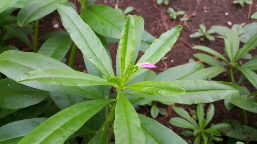 ginseng